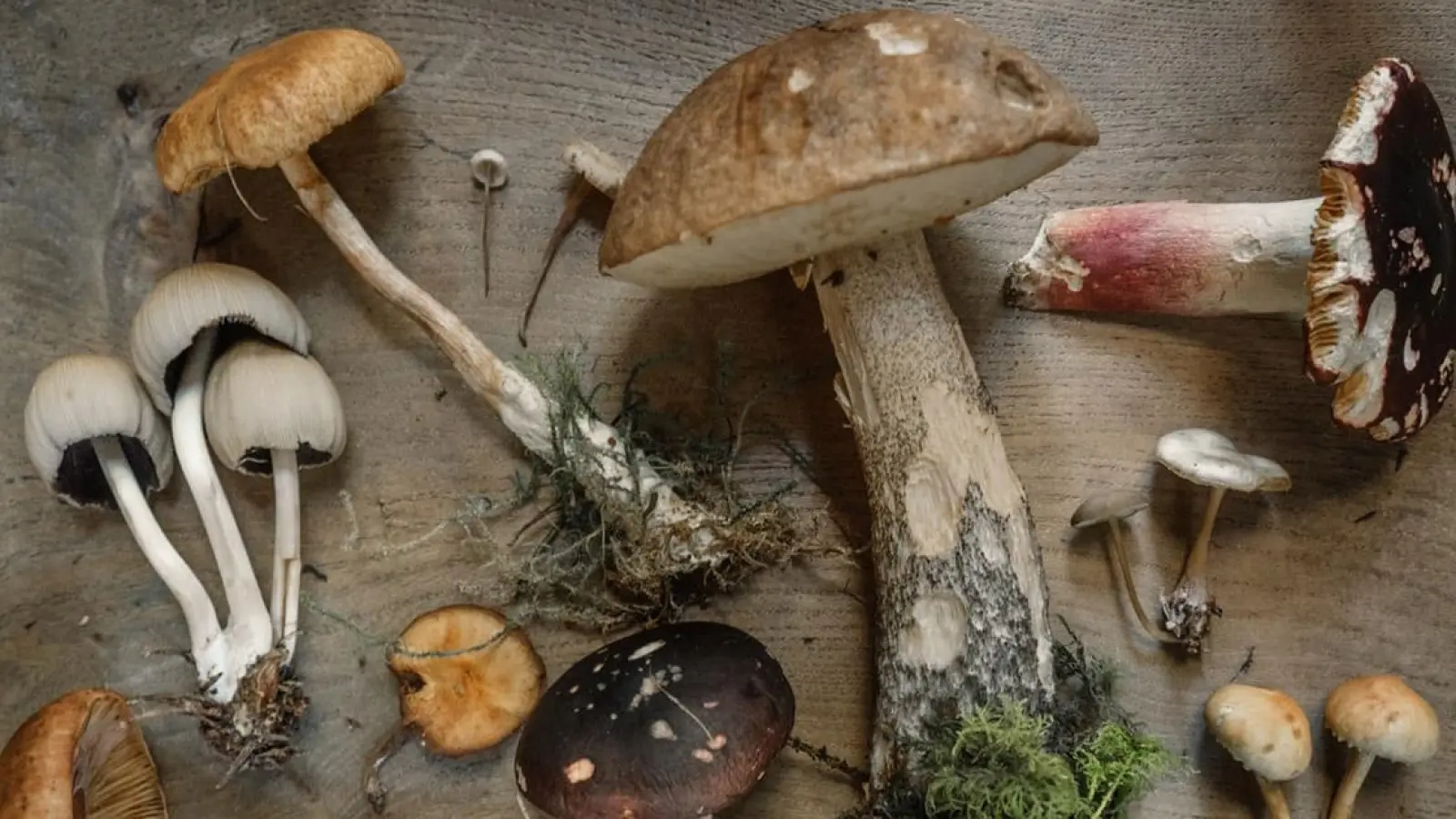 Ratgeber Ernährung: Pilze frisch auf den Tisch (Foto: red)