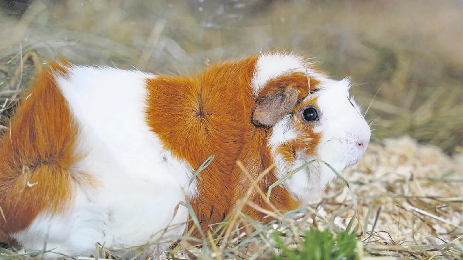 Tierheim Bayreuth: Fips und Bobby (Foto: inBayreuth.de)