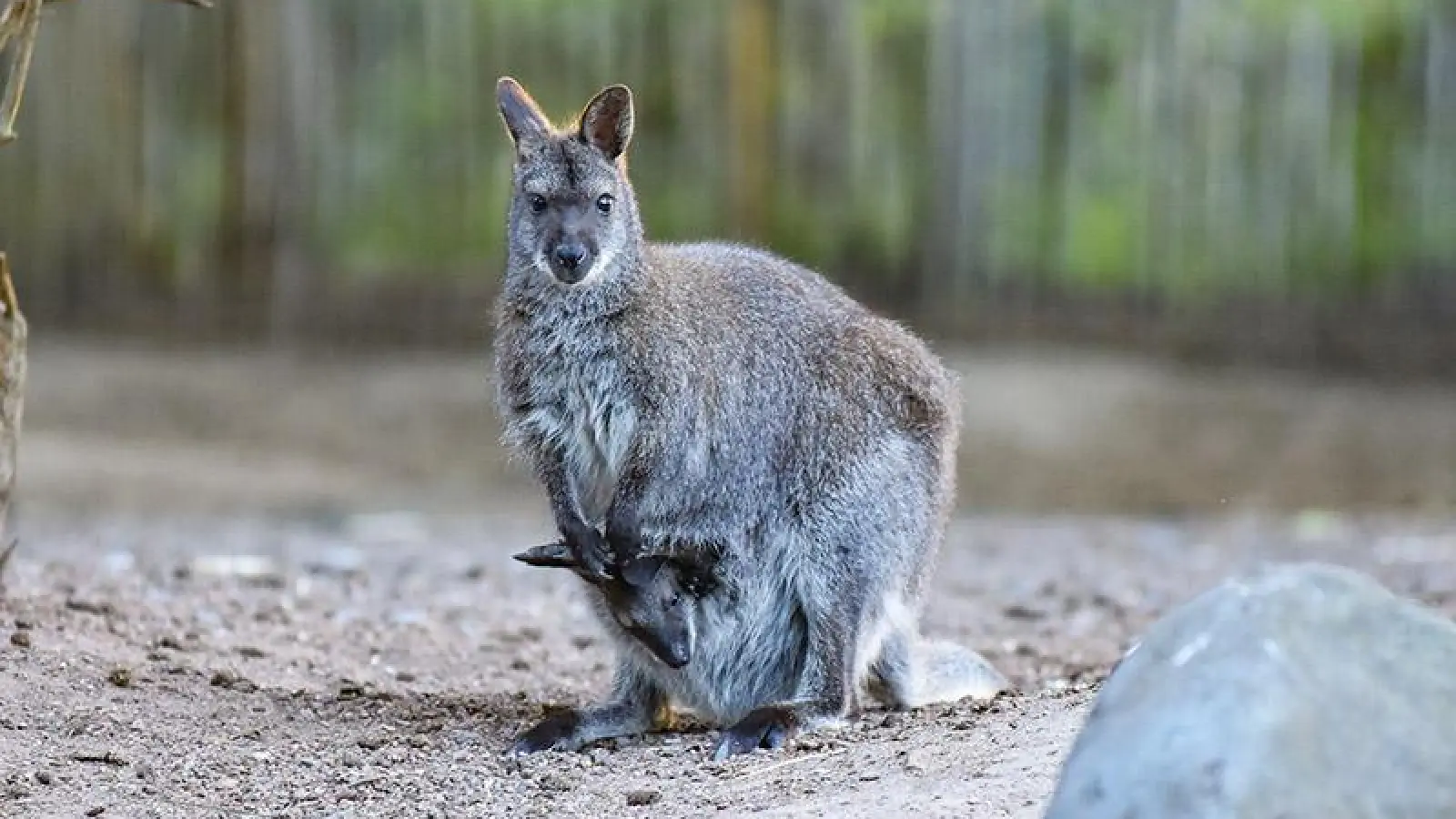 Treffpunkt ist der Tierpark-Pavillon am Känguru-Gehege.  (Foto: red )