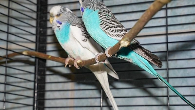 Tierheim Bayreuth: Wellensittiche (Foto: inBayreuth.de)