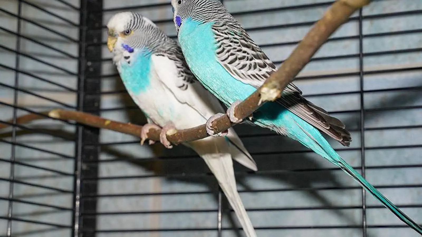 Tierheim Bayreuth: Wellensittiche (Foto: inBayreuth.de)