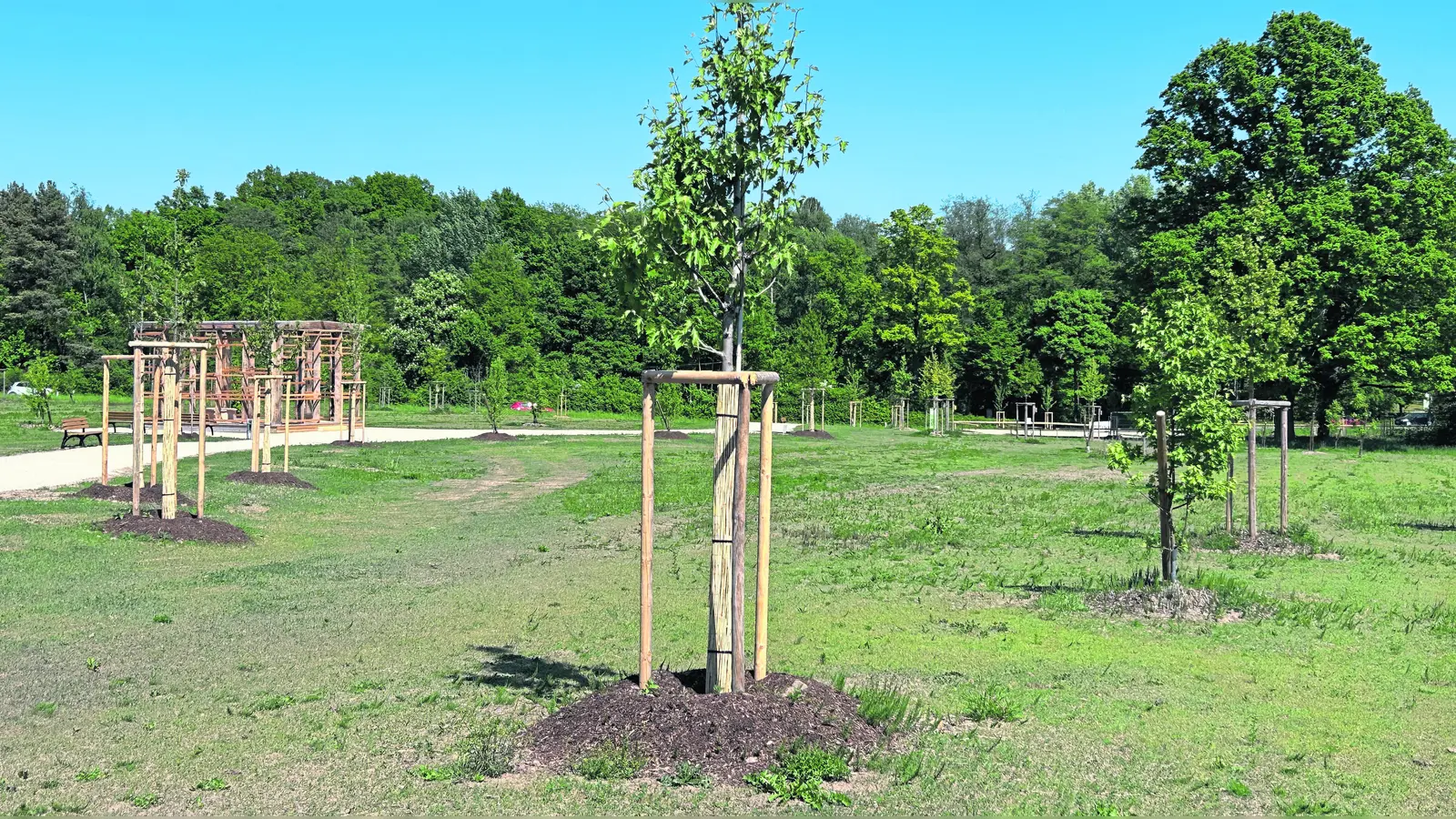 Maßstäbe für Klimaschutz und Stadtentwicklung setzt die Stadt Bayreuth im Studentenwald.  (Foto: gmu)