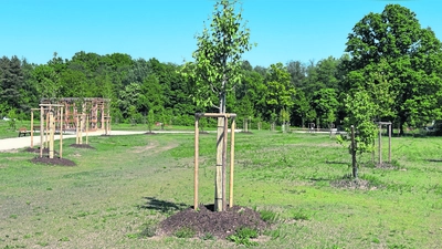 Maßstäbe für Klimaschutz und Stadtentwicklung setzt die Stadt Bayreuth im Studentenwald.  (Foto: gmu)