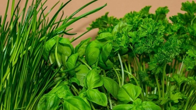 Ratgeber in Bayreuth: Bio-Kräuter jetzt pflanzen (Foto: red)