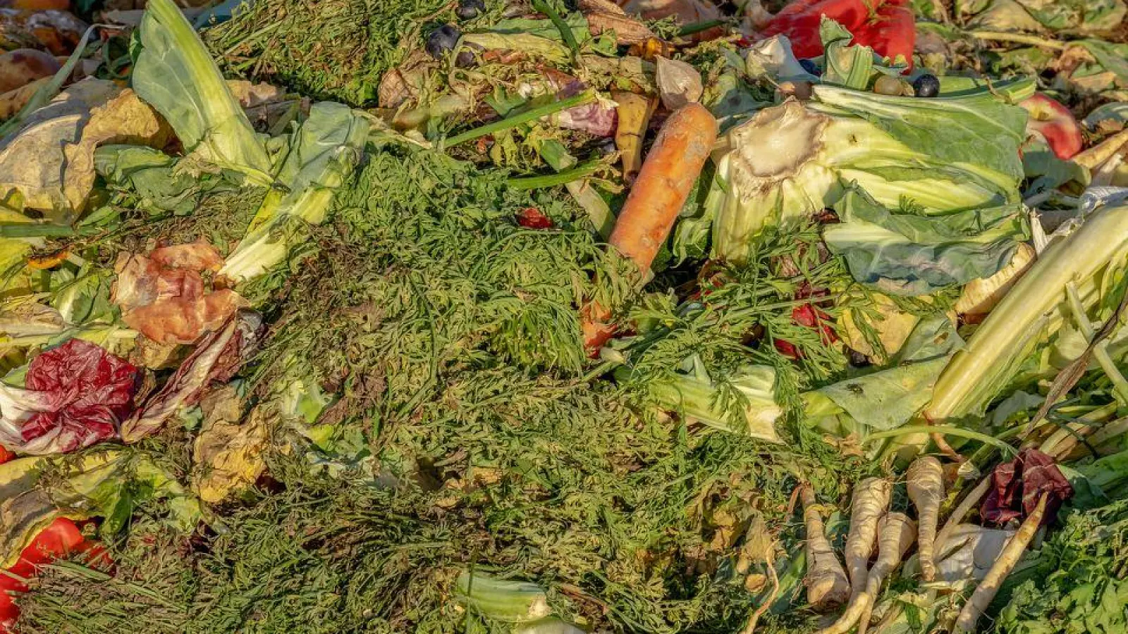 Ratgeber Haus: Umgang mit der Biotonne (Foto: red)