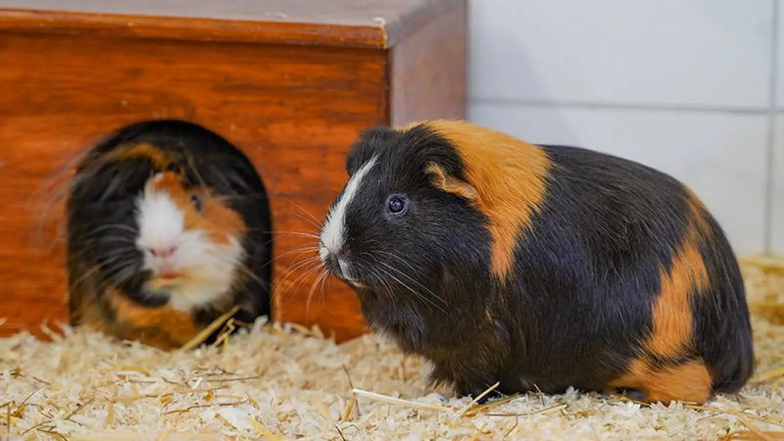 Mario und Luigi (Foto: inBayreuth.de)