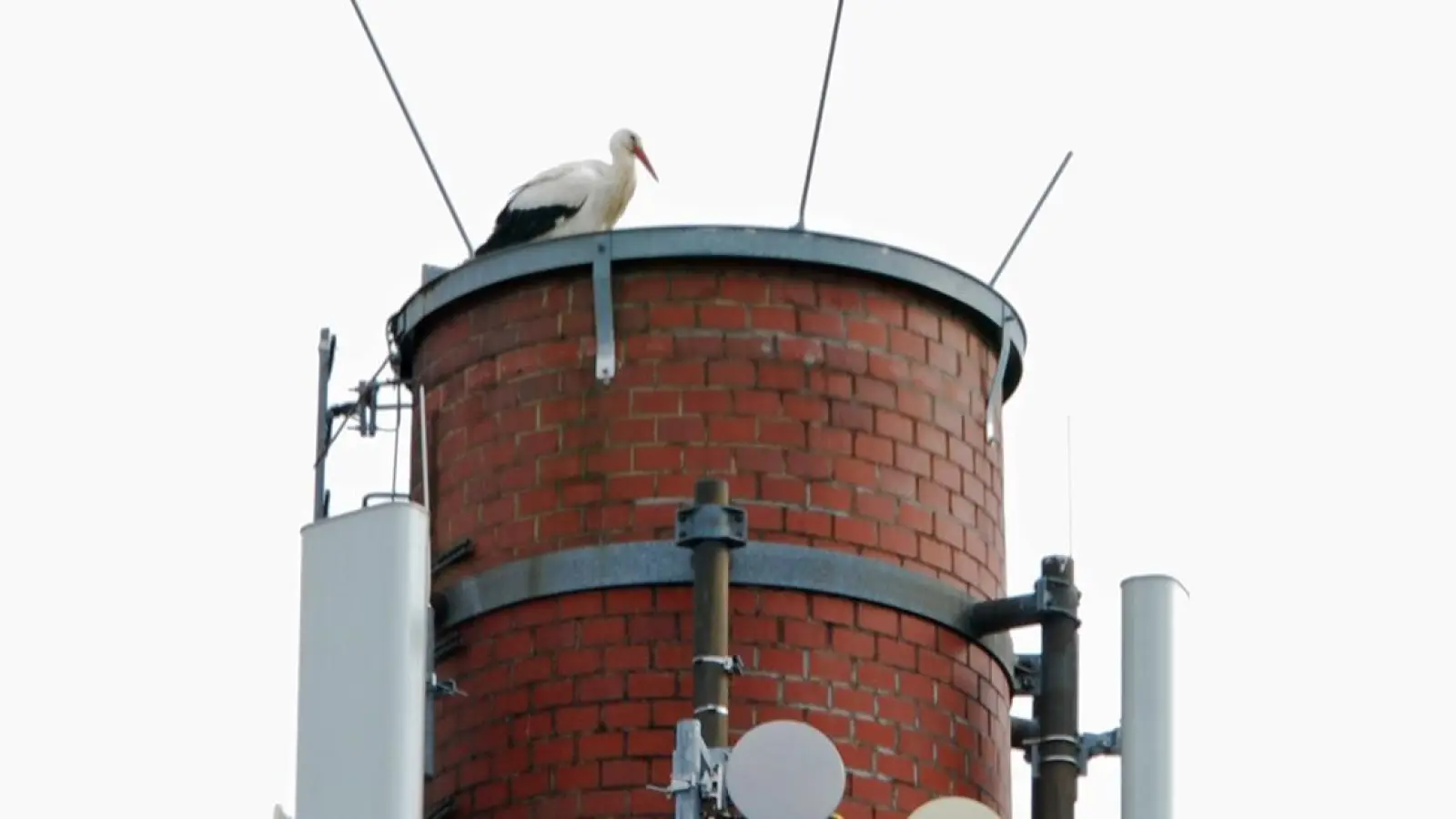 Storch in Bayreuth zurück im März 2023. (Foto: Klaus-Peter Volke)