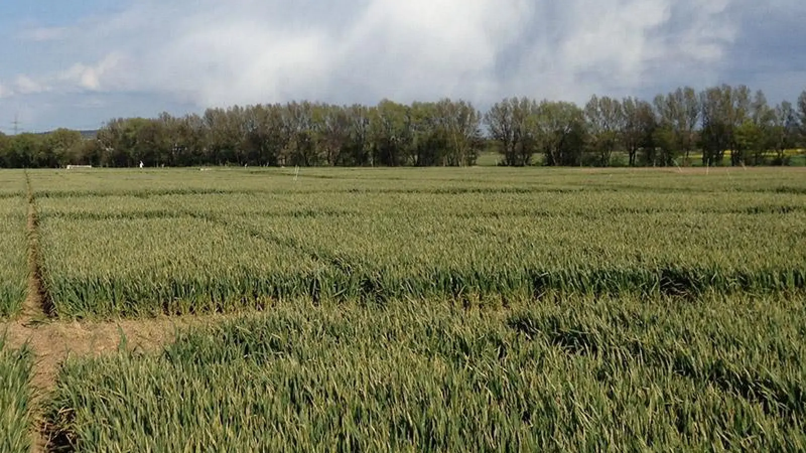 Feldexperiment mit Gerste. (Foto: Johanna Pausch)