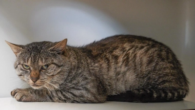 Tierheim Bayreuth: Gefundene Katze (Foto: inBayreuth.de)