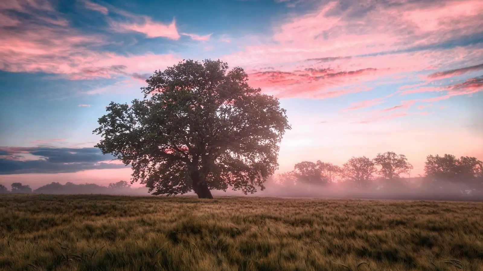 In welchem Verhältnis stehen wir zur Natur?  (Foto: Pixabay)