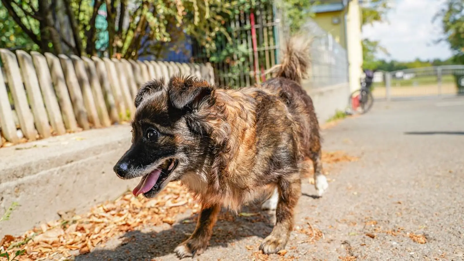 Tierheim Bayreuth: Valia (Foto: inBayreuth.de)