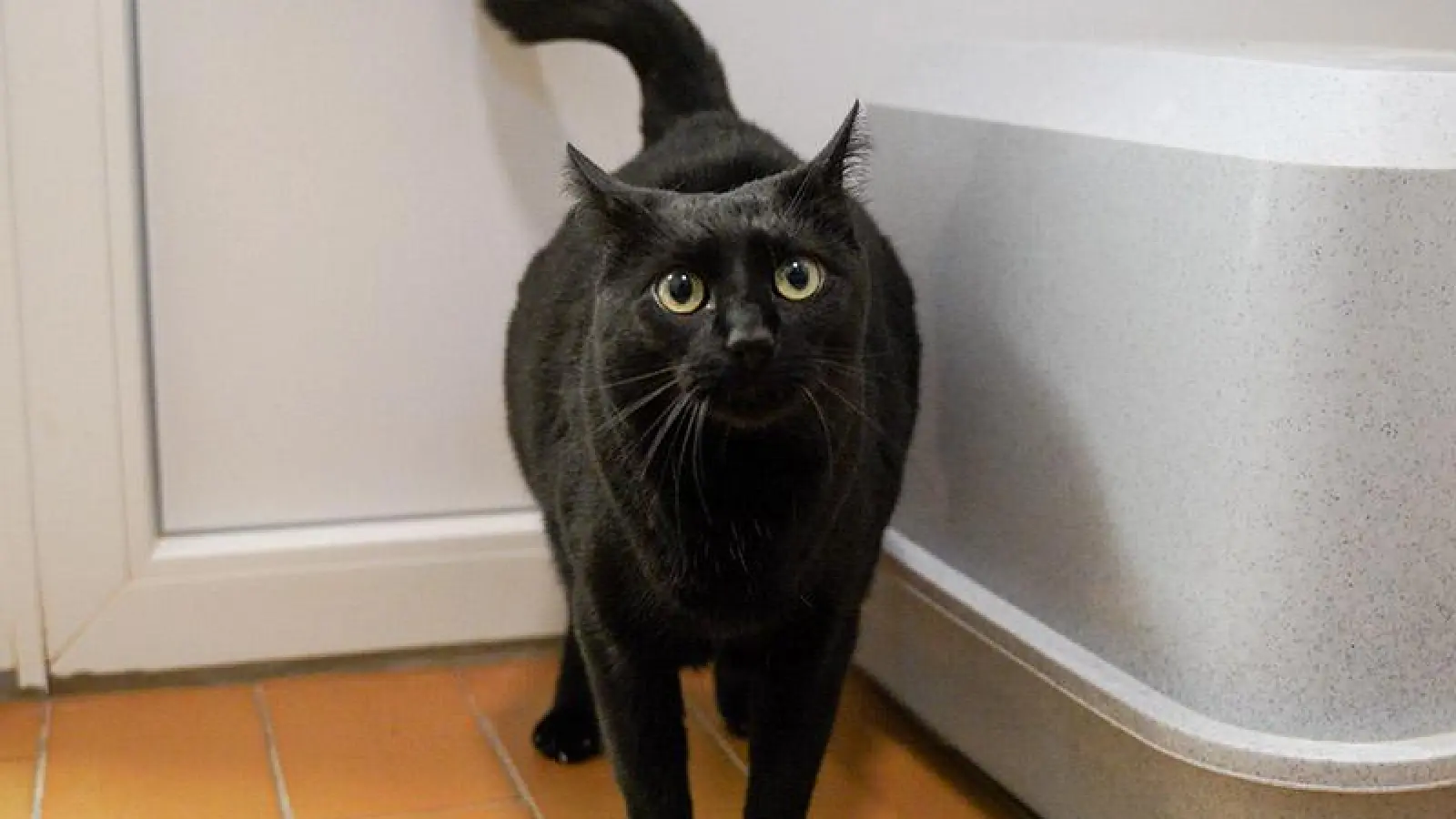 Tierheim Bayreuth: Irelie (Foto: inBayreuth.de)