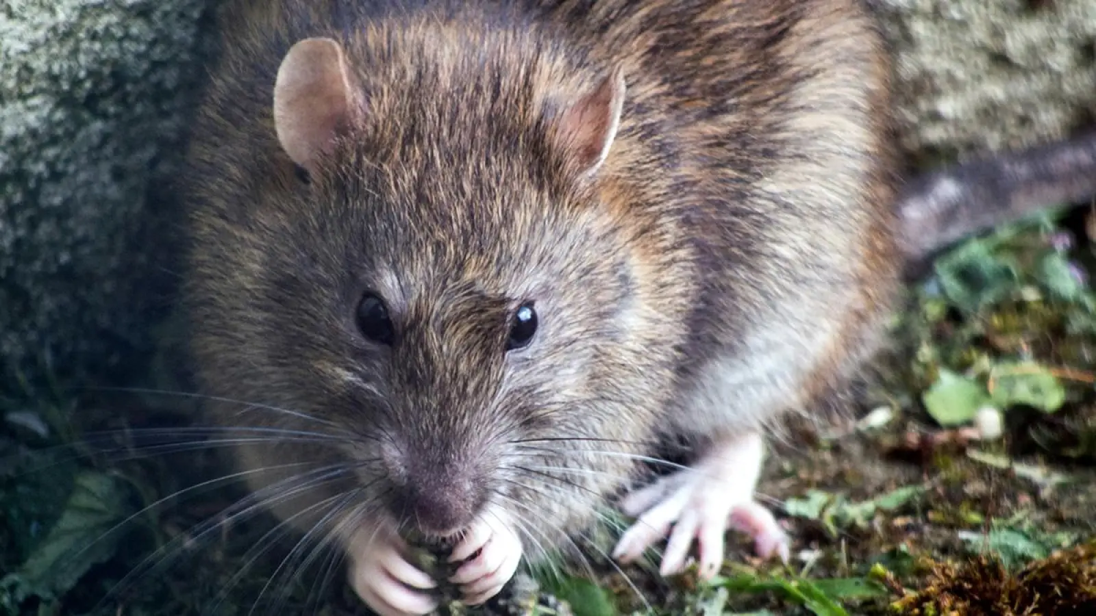Eine Ratte in Nahaufnahme. (Symbolbild: unsplash.com/Brett Jordan)