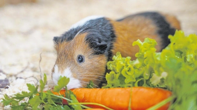 Tierheim Bayreuth: Chriss (Foto: inBayreuth.de)