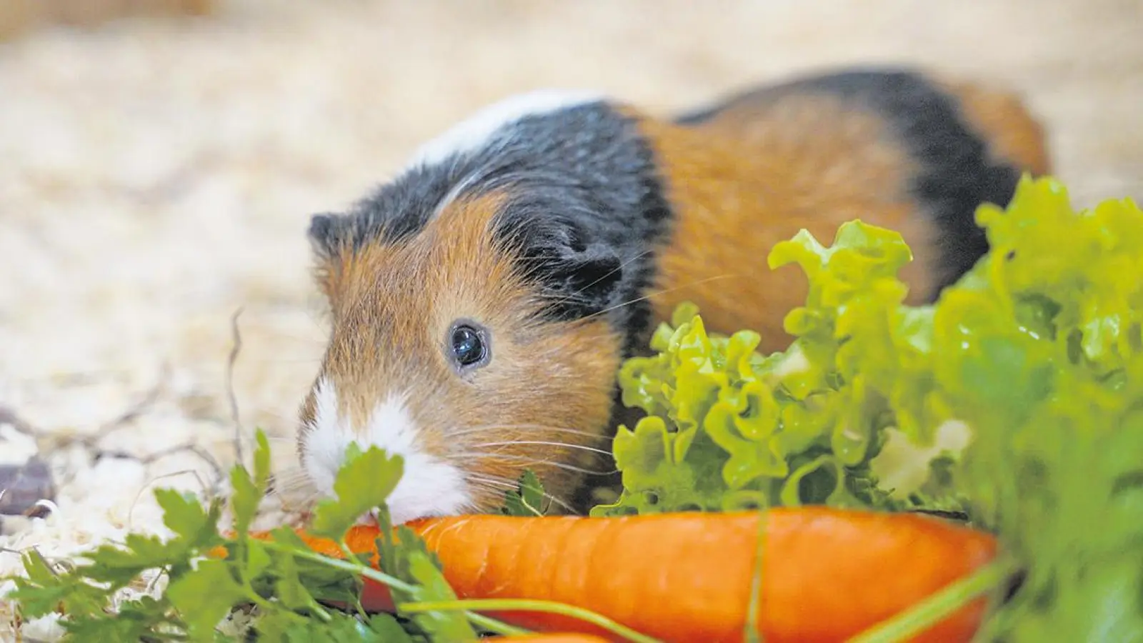 Tierheim Bayreuth: Chriss (Foto: inBayreuth.de)
