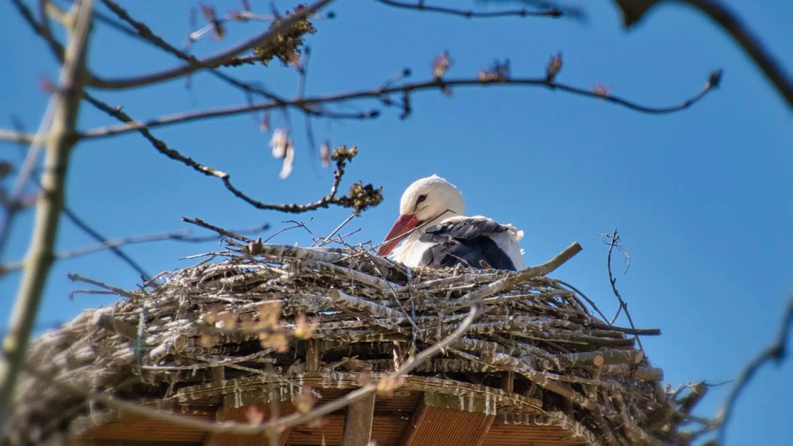Für eine erfolgreiche Brutzeit der Vögel ist es unvermeidlich, Störungen am Nest zu unterlassen.  (Foto: pixabay)