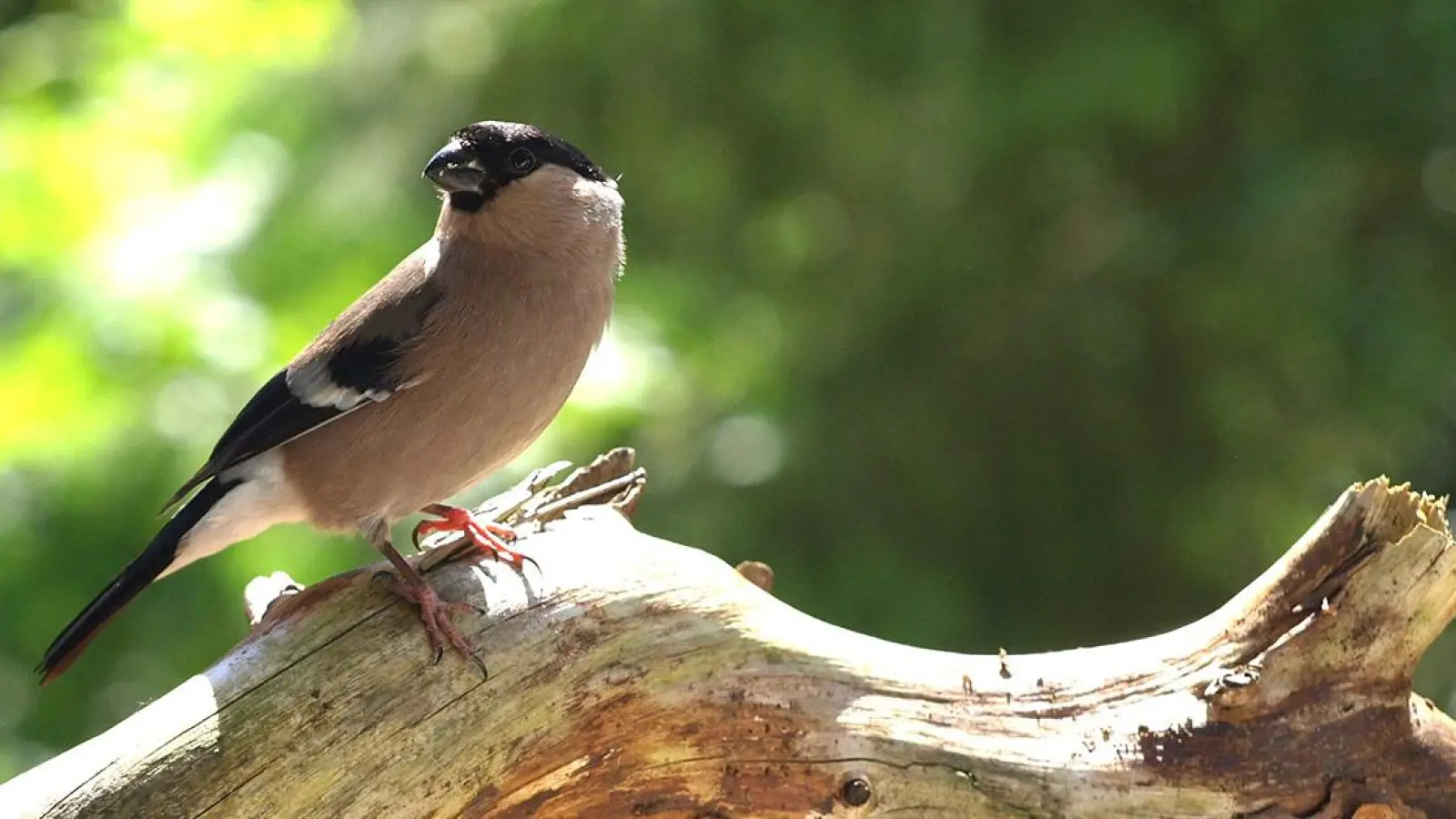 Bayreuth LBV Hofgarten Vogel Fink (Foto: pixabay/Mopsgesicht)
