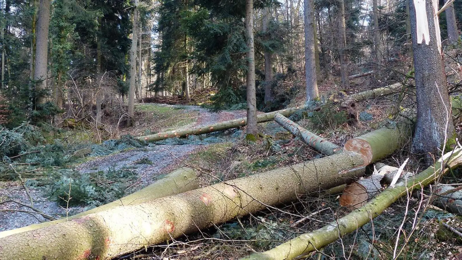 Waldarbeiten enden tödlich (Foto: red)