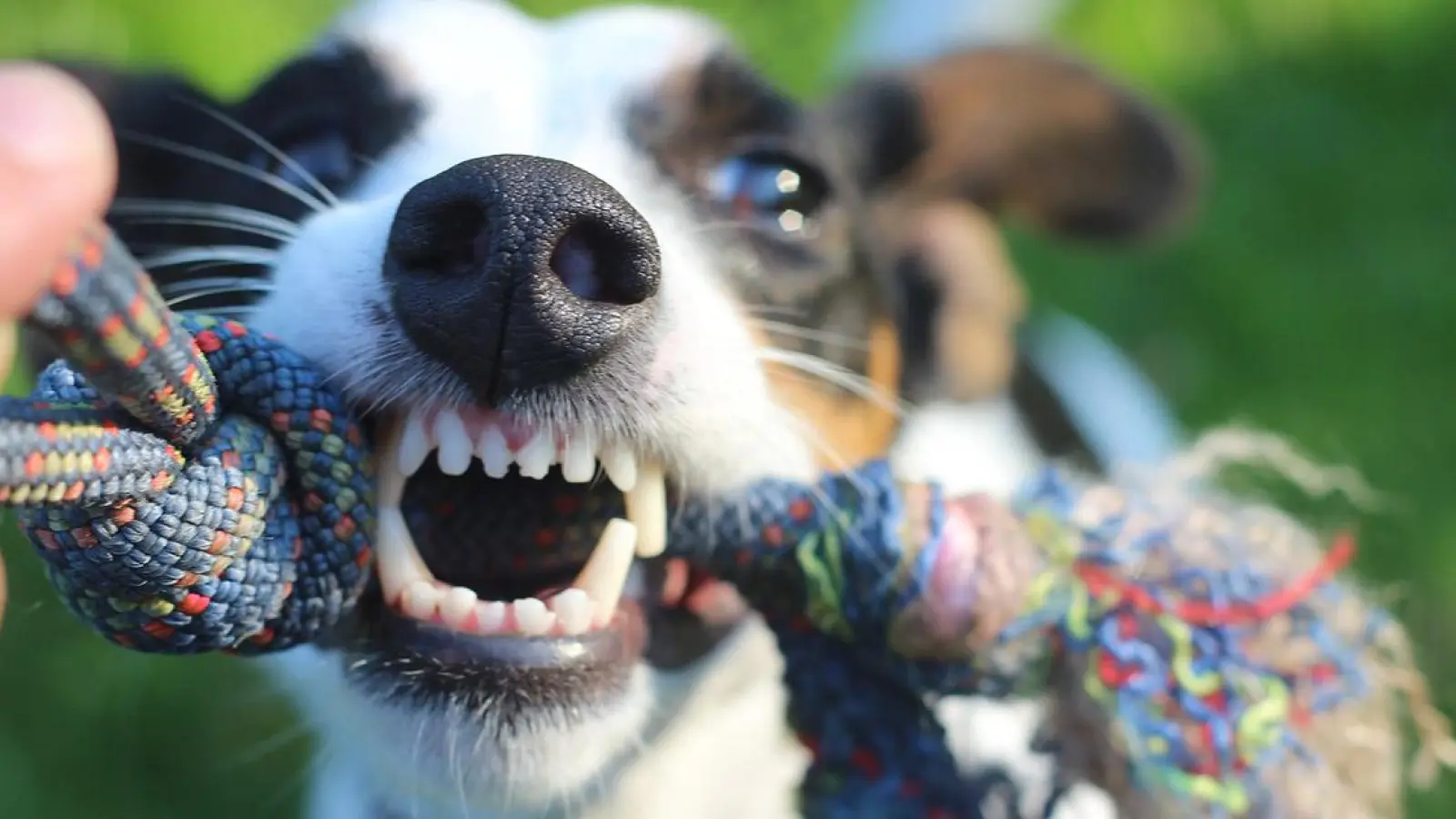 Polizei in Bayreuth: Von Hund attackiert (Foto: red)