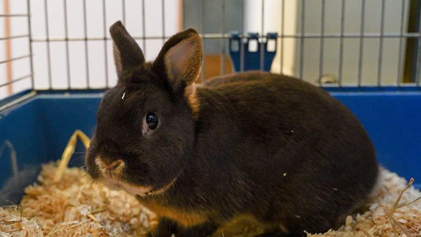Murphy (Foto: inBayreuth.de)