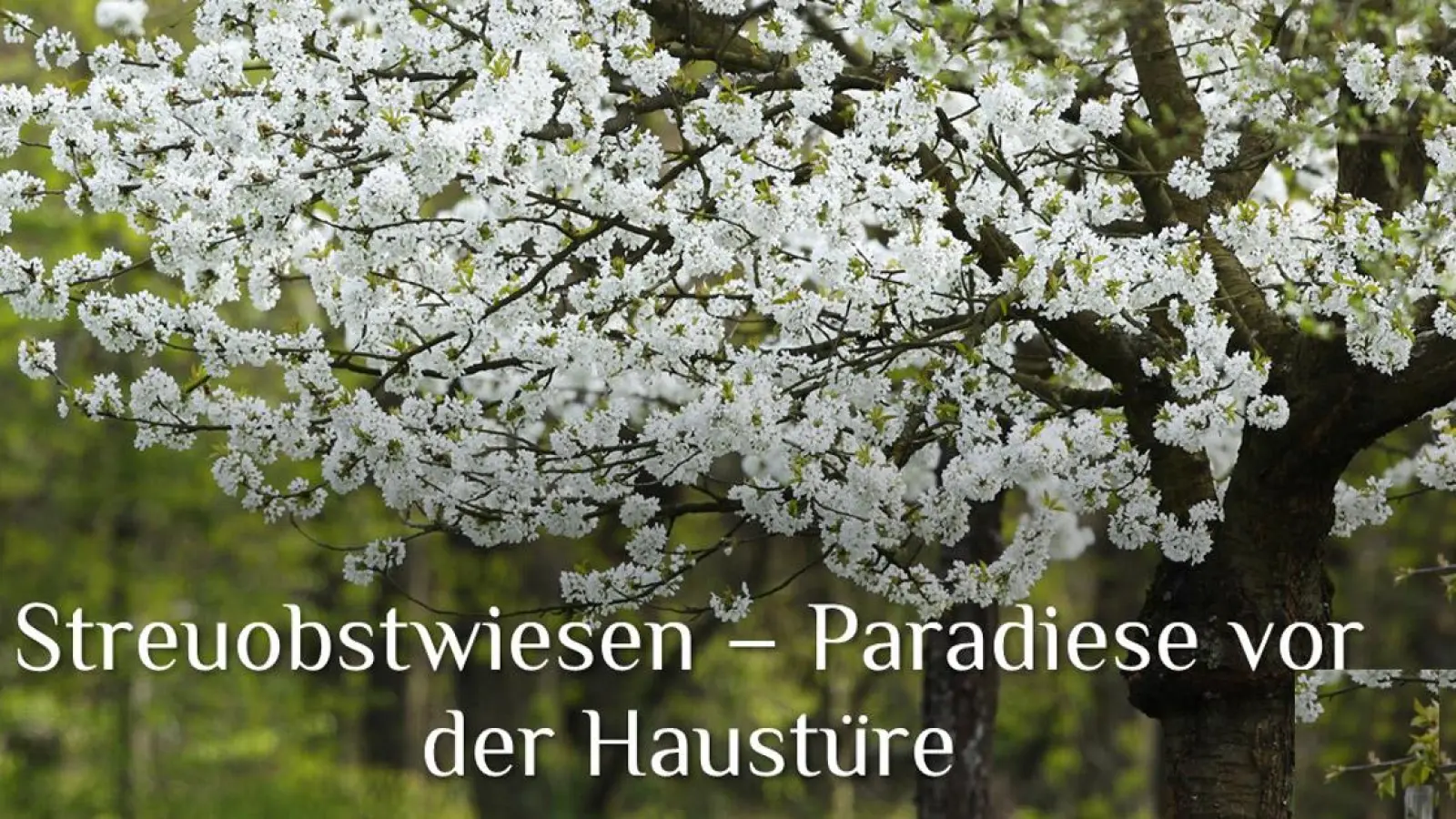 Streuobstwiesen – Paradiese vor der Haustüre (Foto: inBayreuth.de)