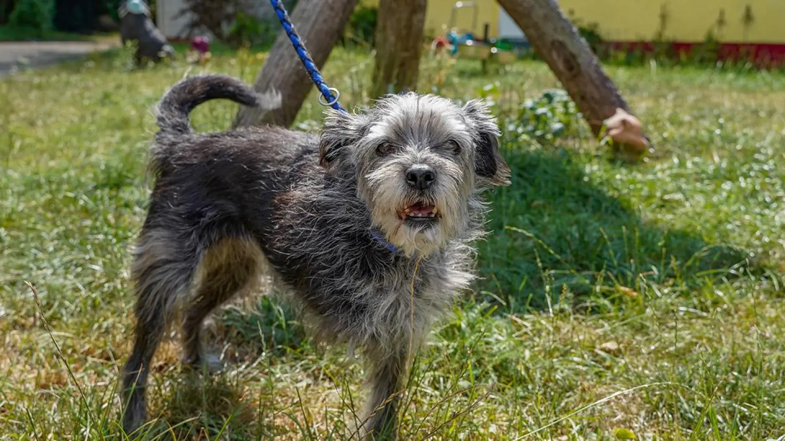 Tierheim Bayreuth: Chichi (Foto: inBayreuth.de)