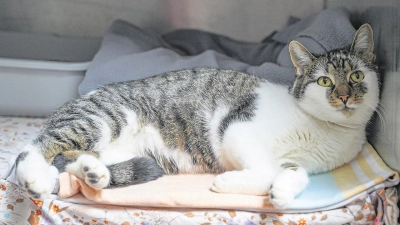 Tierheim Bayreuth: Katze gefunden (Foto: inBayreuth.de)