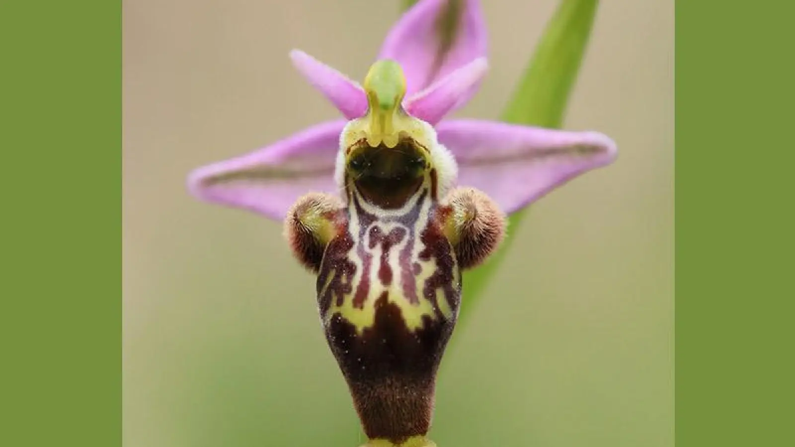Ein Vortrag über Orchideen in Spanien (Foto: Dirk Jödicke)