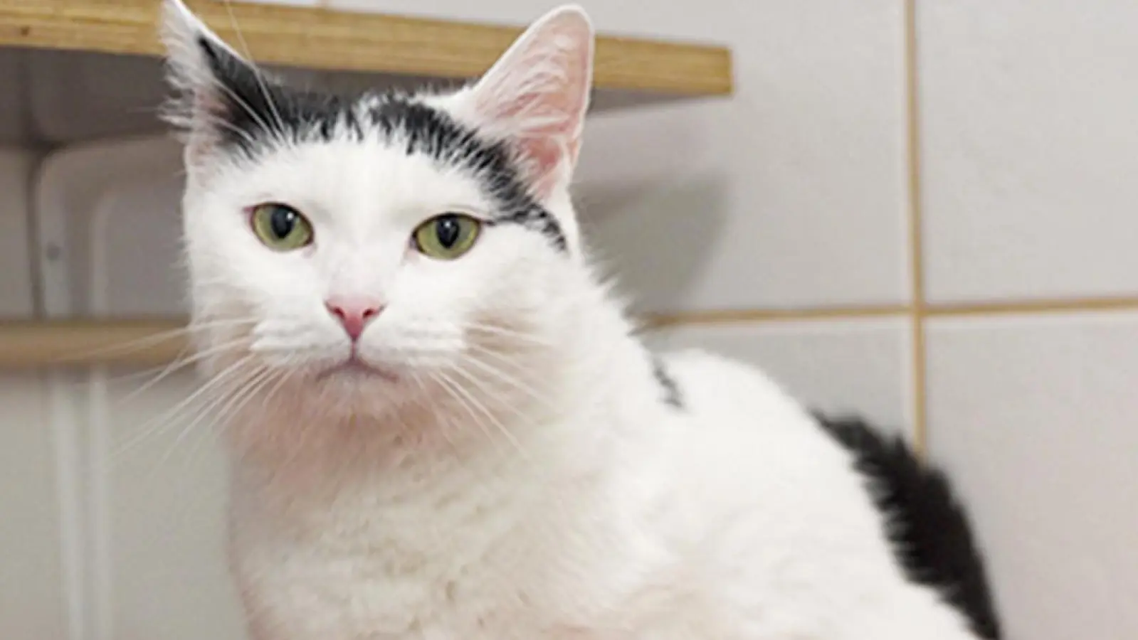 Tierheim Bayreuth Katze Kira Foto Stefan Dörfler (Foto: inBayreuth.de)