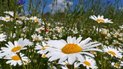 Foto: Die Summer e.V.