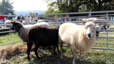 Einblicke in die Tierhaltung ermöglicht die offene Stalltür. Ein besonderer Schwerpunkt liegt in diesem Jahr auf der Schafhaltung. (Foto: red)