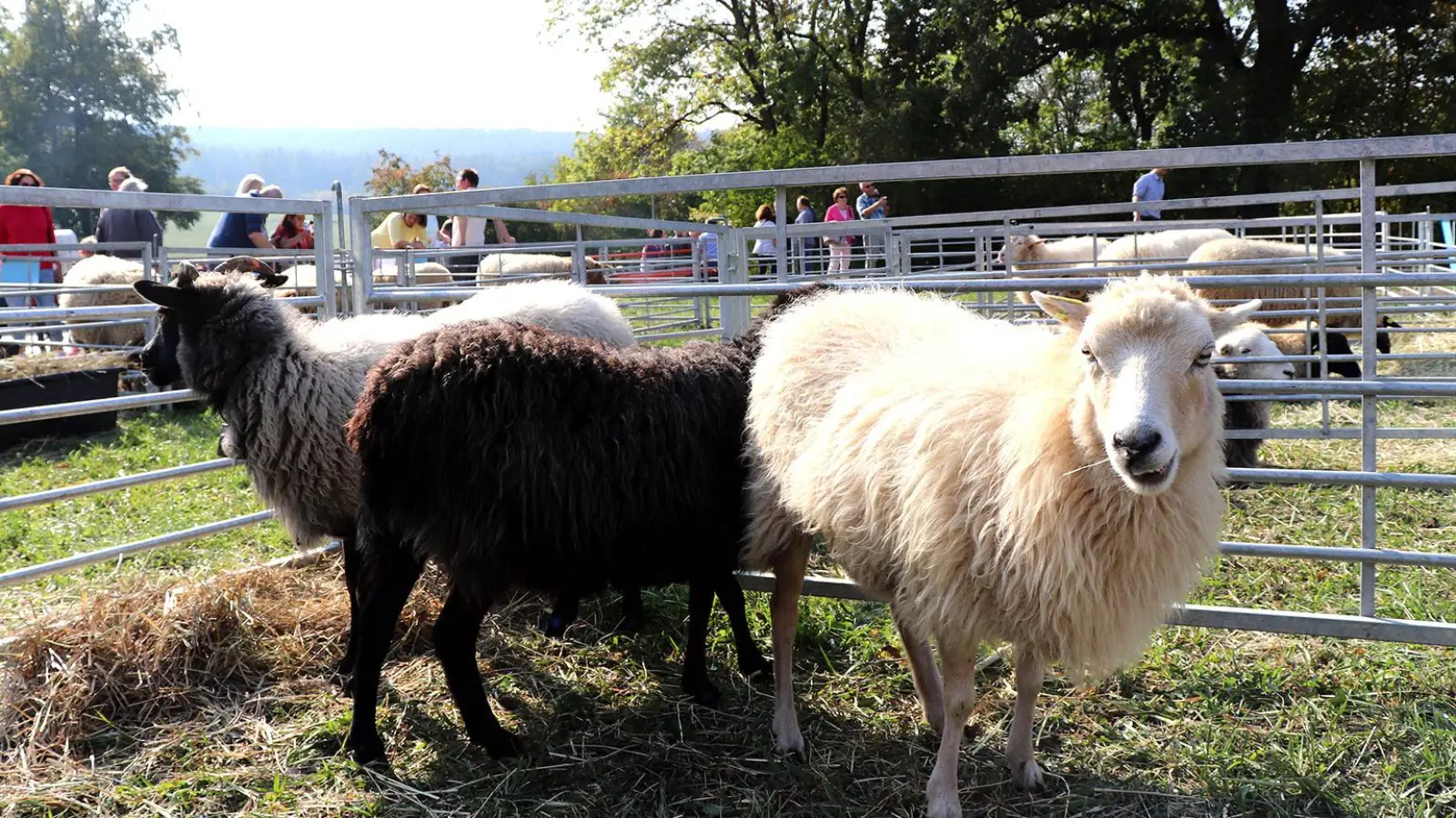 Einblicke in die Tierhaltung ermöglicht die offene Stalltür. Ein besonderer Schwerpunkt liegt in diesem Jahr auf der Schafhaltung. (Foto: red)