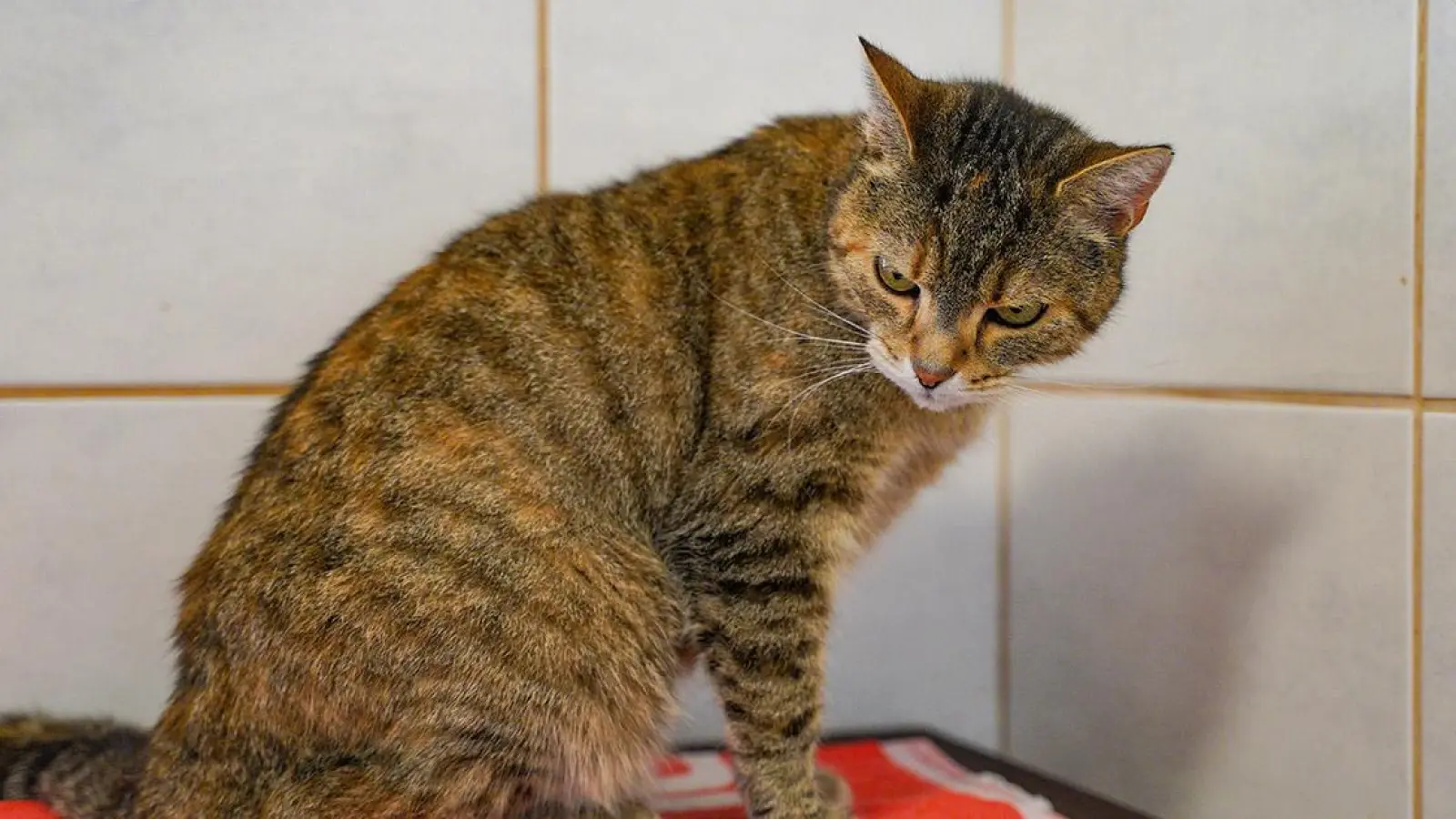 Tierheim Bayreuth: Sally (Foto: inBayreuth.de)