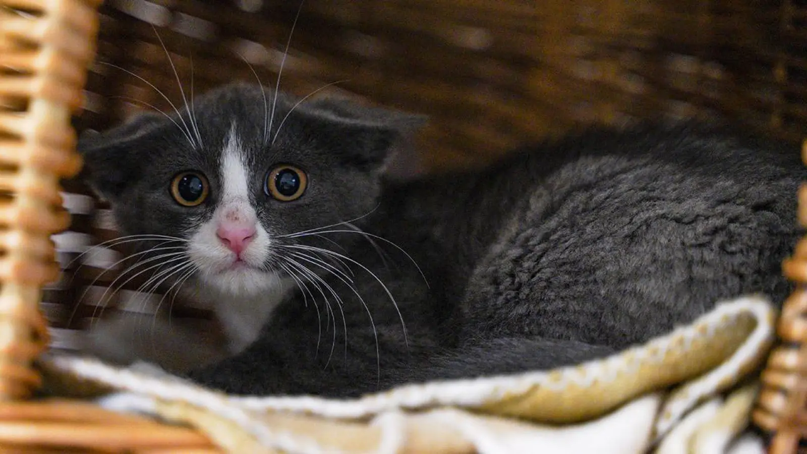 Tierheim Bayreuth: Drei Katzenbabys (Foto: inBayreuth.de)