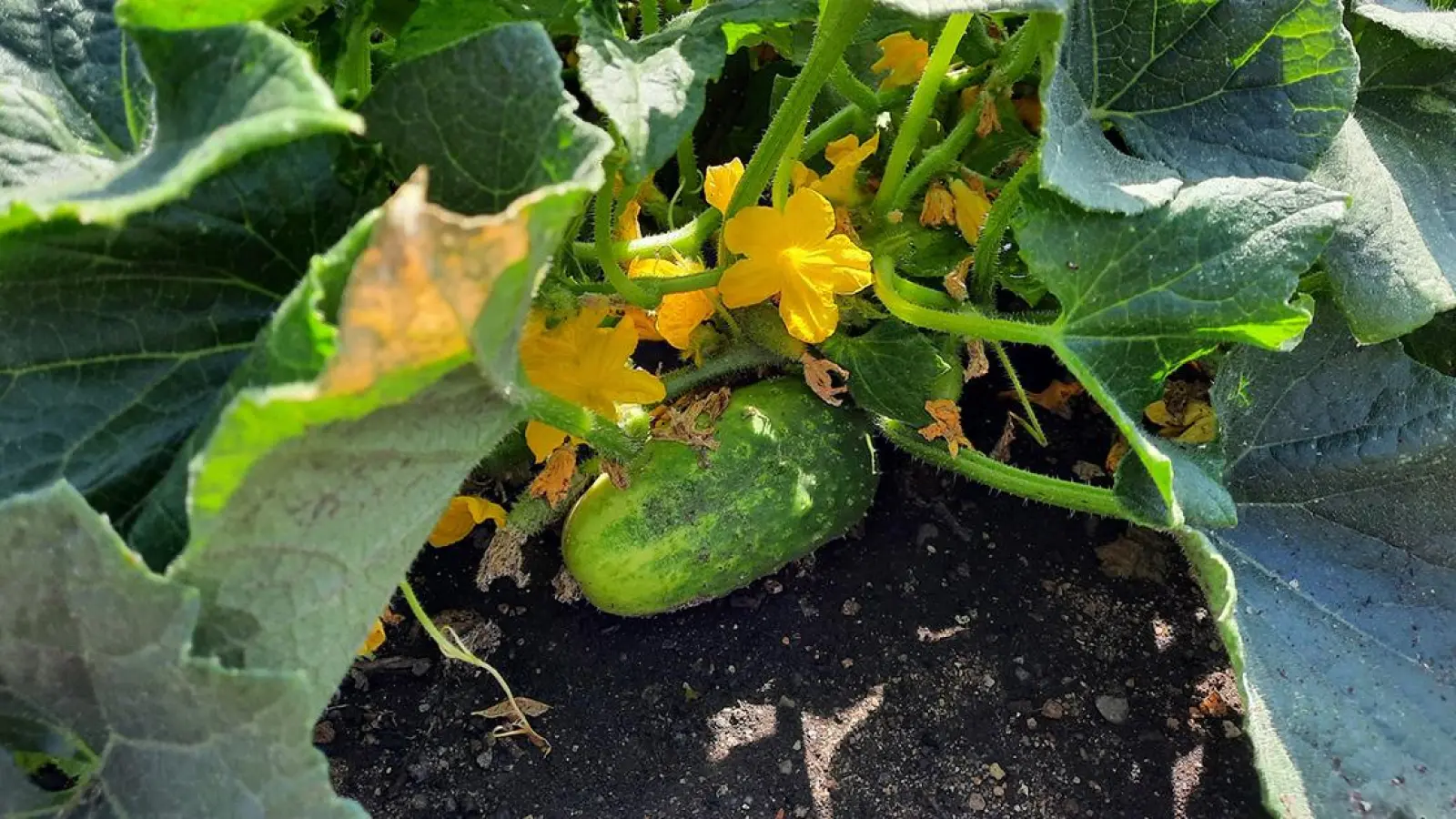 Was Sie schon immer über die Fränkische Brotzeitgurke wissen wollten (Foto: red)