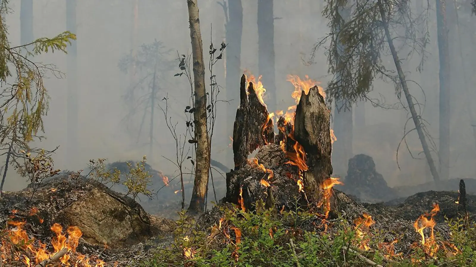 Waldbrandgefahrenindex in Oberfranken bereits bei Warnstufe 4 von 5 (Foto: red)