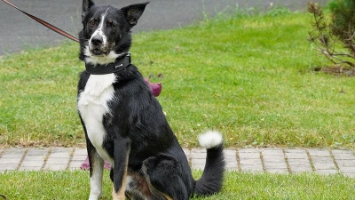 Tierheim Bayreuth: Anouk (Foto: inBayreuth.de)