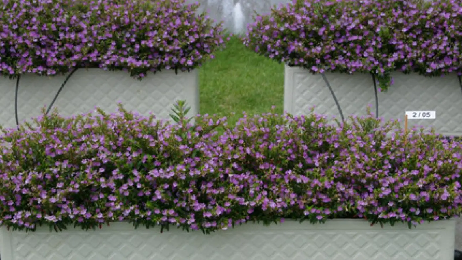 Humboldttag im Botanischen Garten (Foto: red)