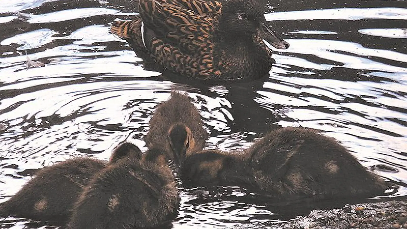 Lokalnachrichten: Seltener Enten-Nachwuchs (Foto: Stadtgartenamt Bayreuth)