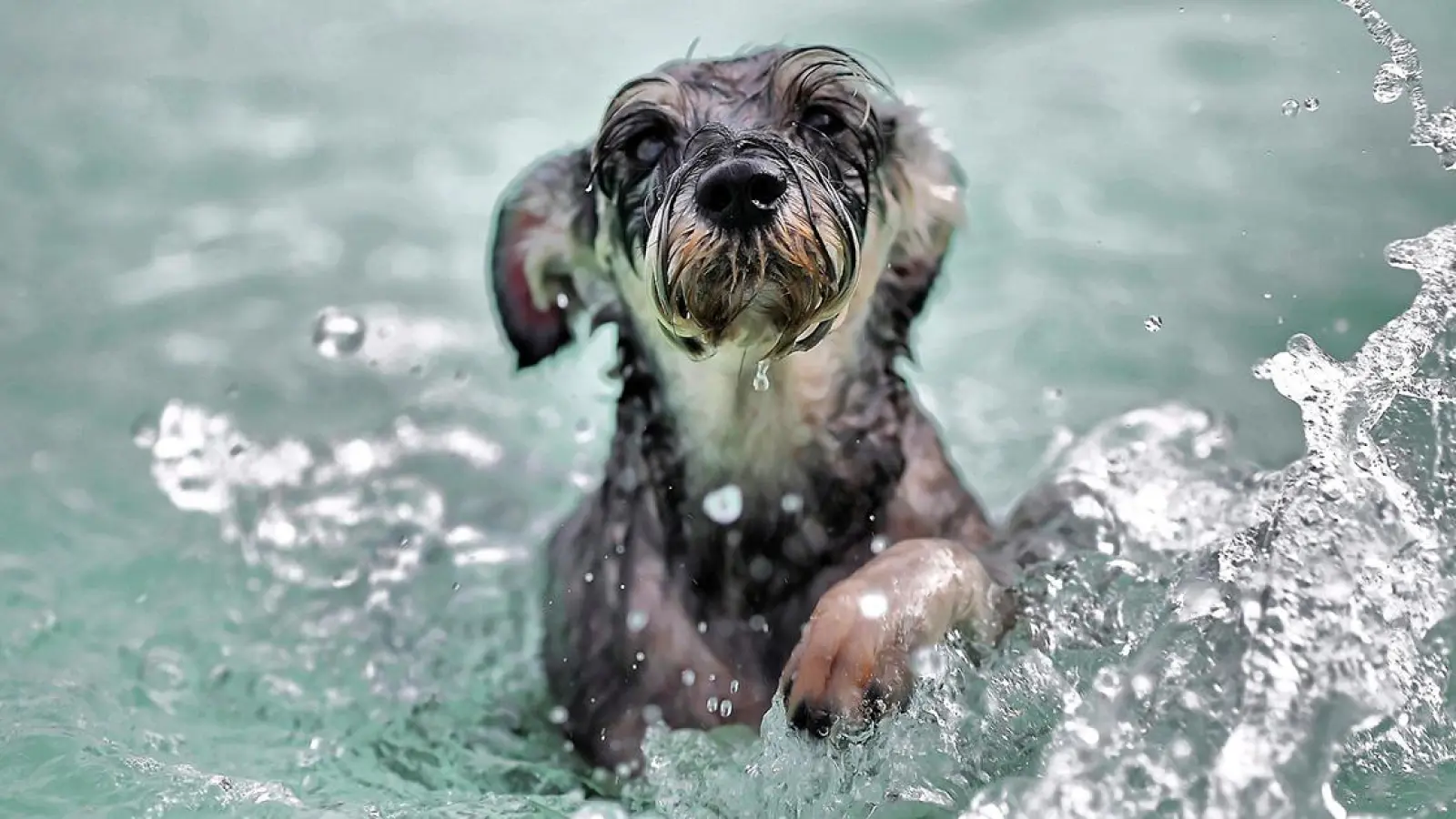 Hundebadetag im Kreuzsteinbad in wenigen Tagen (Foto: inBayreuth.de)