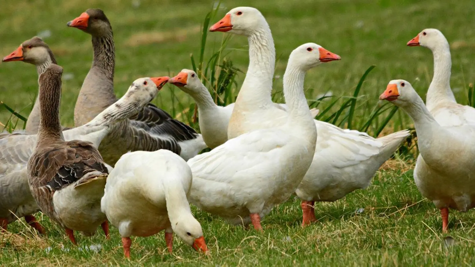 Gans an Weihnachten in Gefahr? Gastronomen aus Bayreuth: „Wenig Auswahl, teure Preise” (Foto: red)