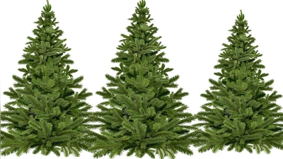 Nachrichten Bayreuth: Ausgediente Weihnachtsbäume (Foto: inBayreuth.de)