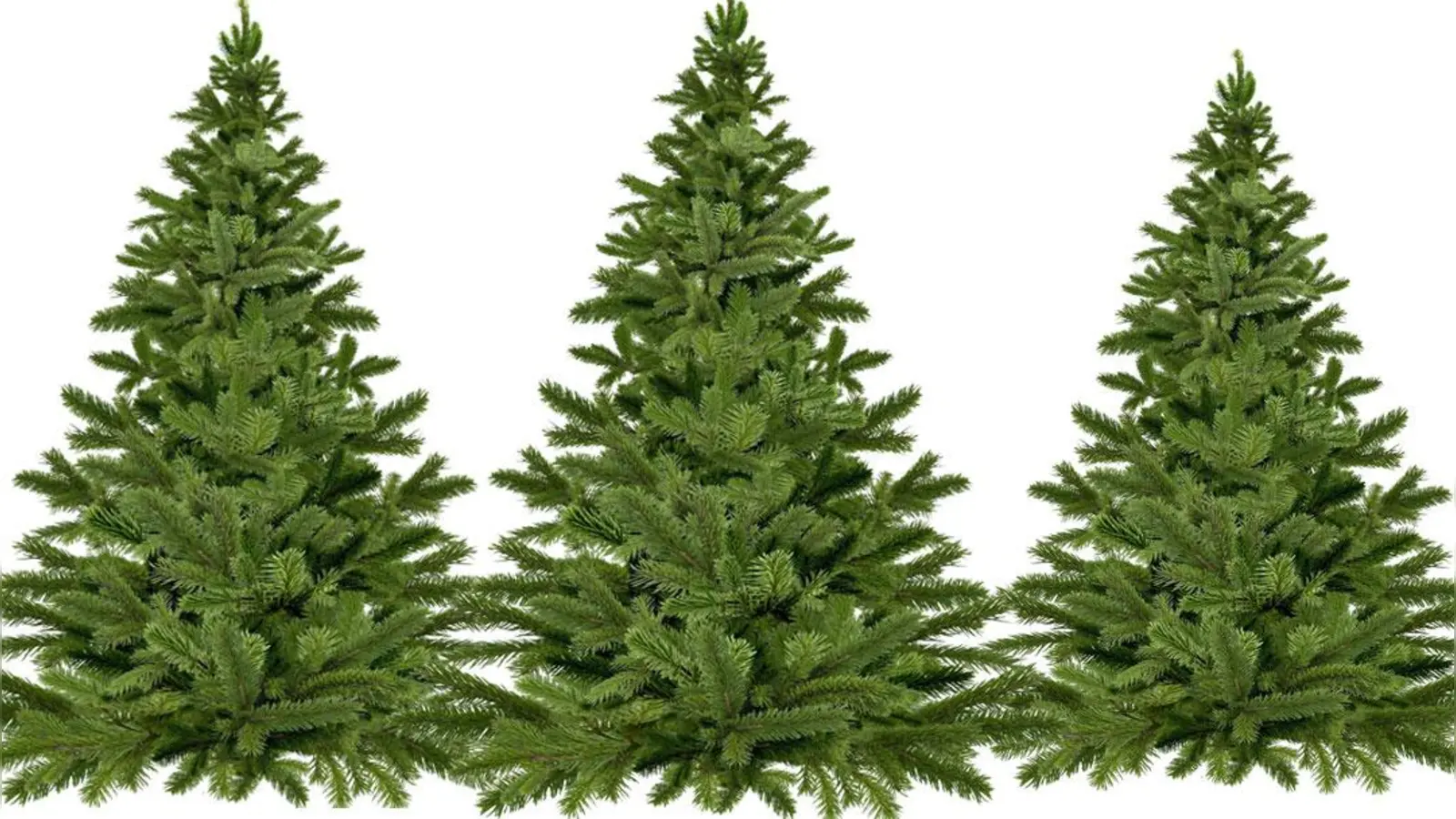 Nachrichten Bayreuth: Ausgediente Weihnachtsbäume (Foto: inBayreuth.de)