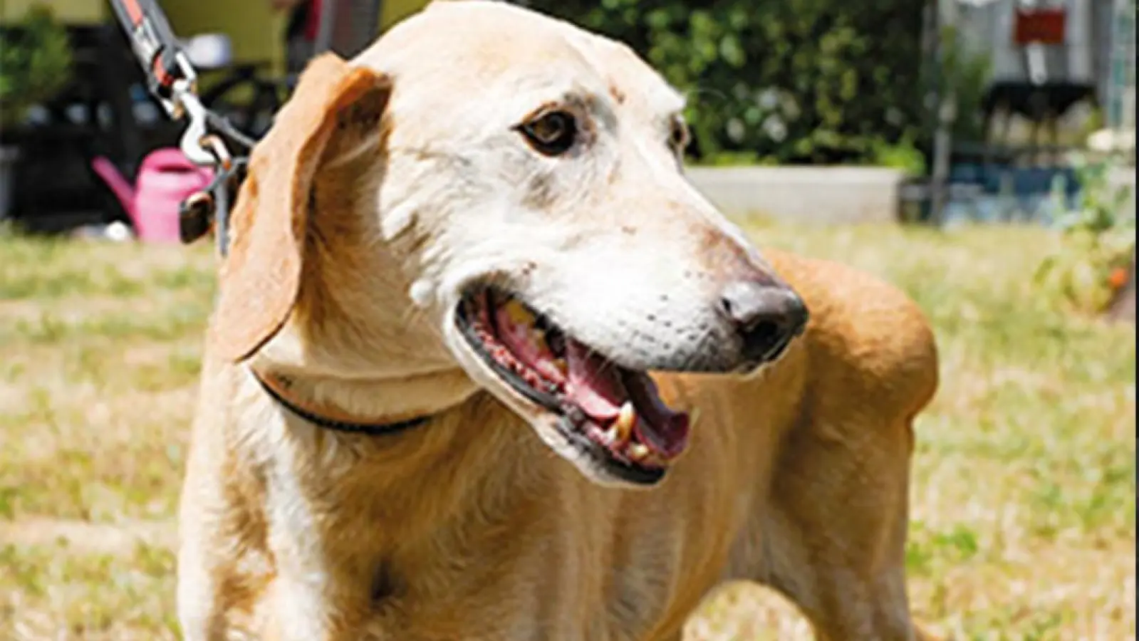 Hund Ramses Tierheim Bayreuth Foto Stefan Dörfler (Foto: Foto: Stefan Dörfler)