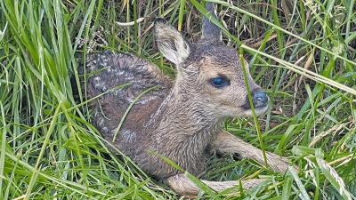 Rehkitze sind aufgrund ihrer Tarnung von Landwirten schwer zu entdecken. (Foto: red)