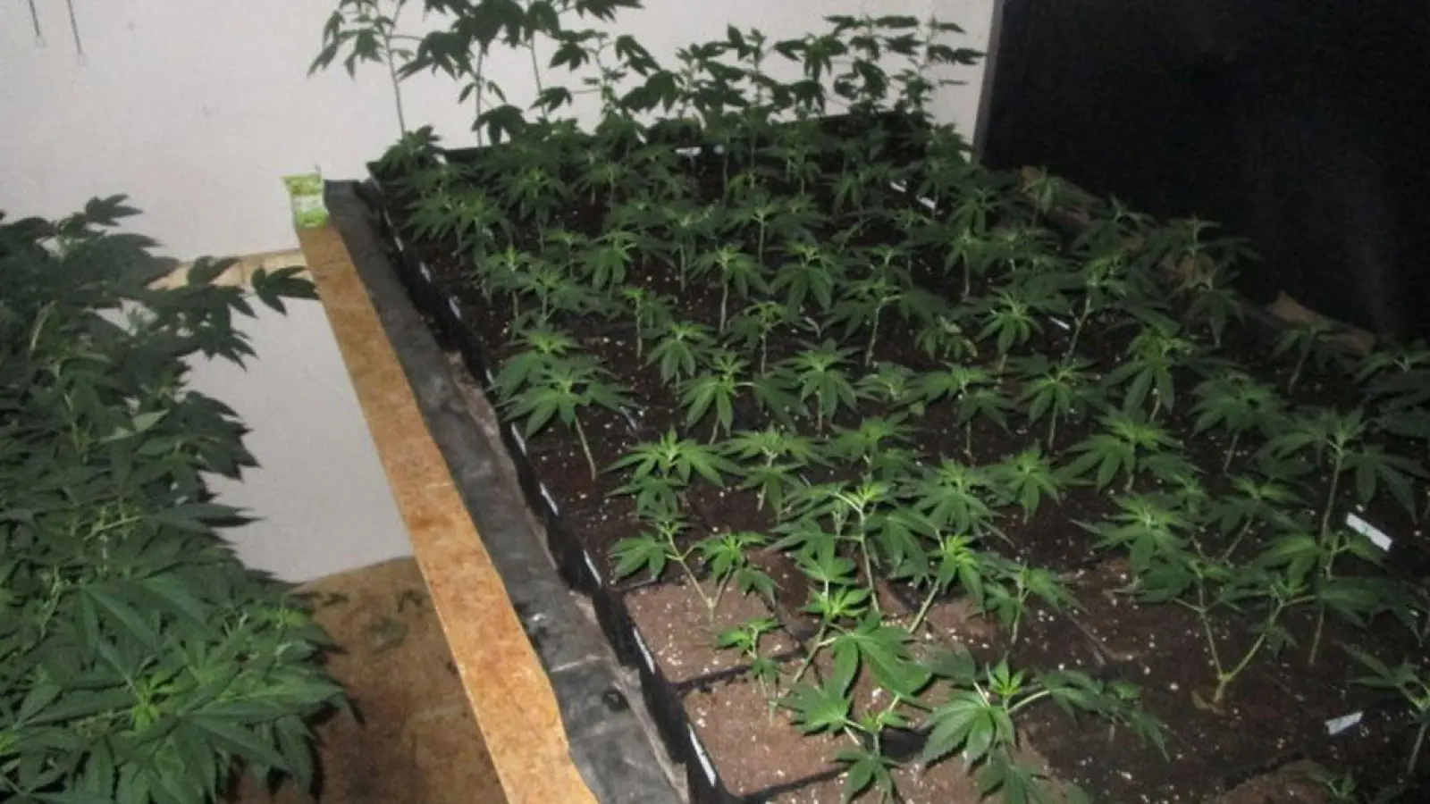Marihuana-Plantage durch Polizei geerntet (Foto: Polizei Oberfranken)