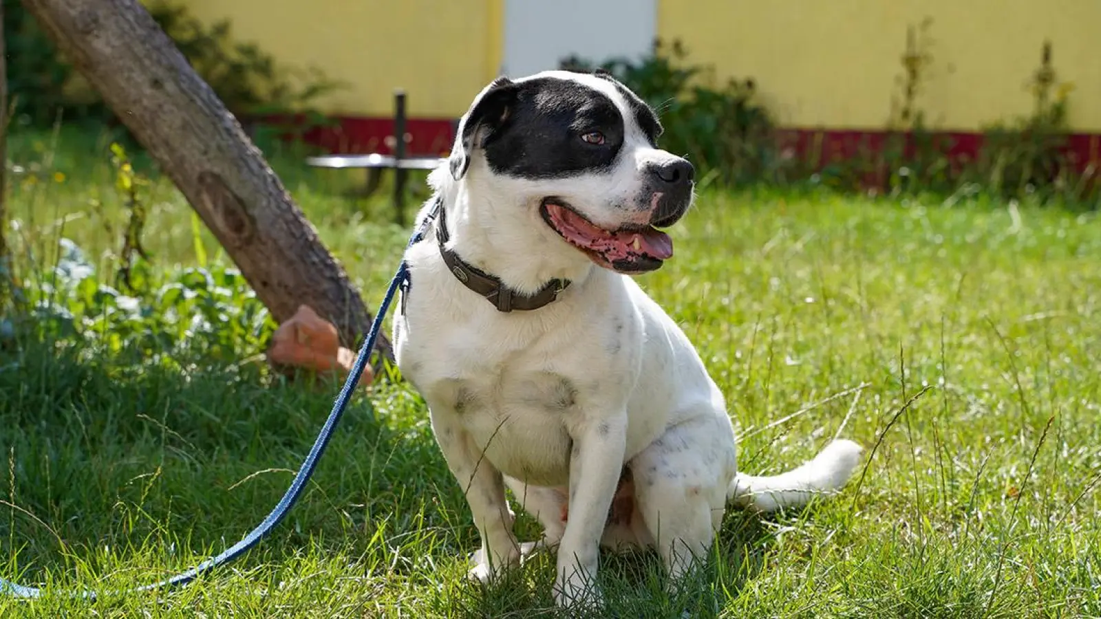 Tierheim Bayreuth: Johnny (Foto: inBayreuth.de)