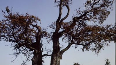 Foto: Kantorei St. Georgen 