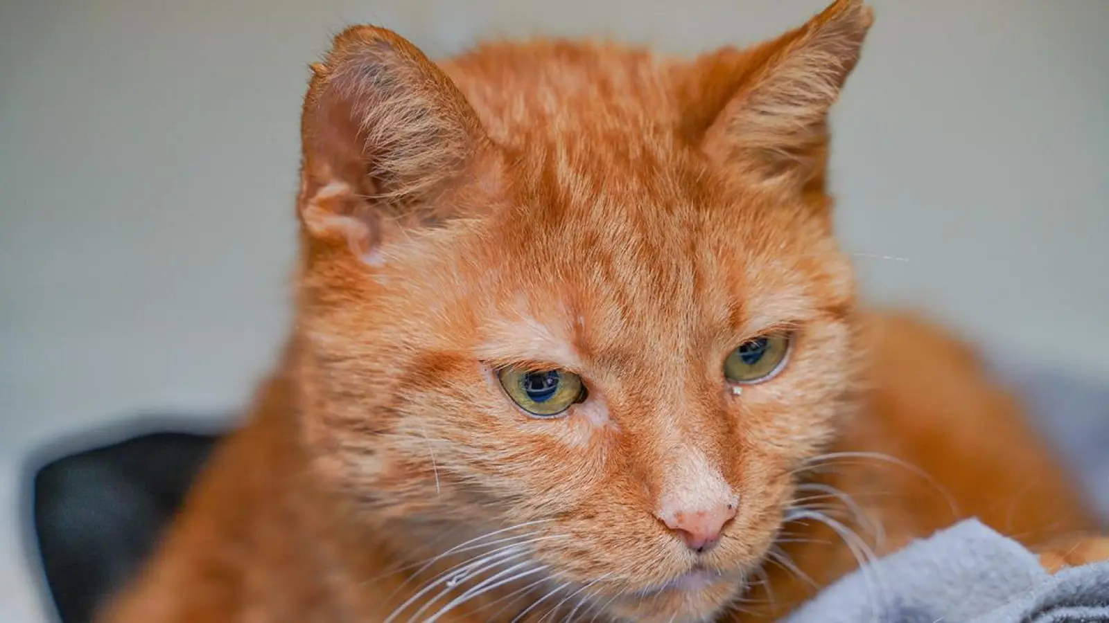 Tierheim Bayreuth: Charlie (Foto: inBayreuth.de)