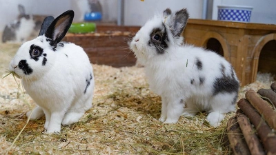 Tierheim Bayreuth: Lucia und Flecki (Foto: inBayreuth.de)